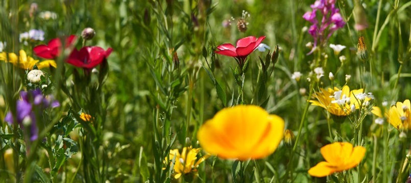 I%2520found%2520this%2520colorful%2520and%2520blooming%2520meadow%2520in%2520the%2520middle%2520of%2