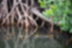 Mangrove roots touch a waterway