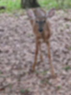 Deer are friendly at Moss Park