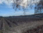 vineyard in winter