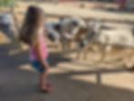 girl pets donkeys