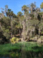 Manatee at Blue Spring State Park