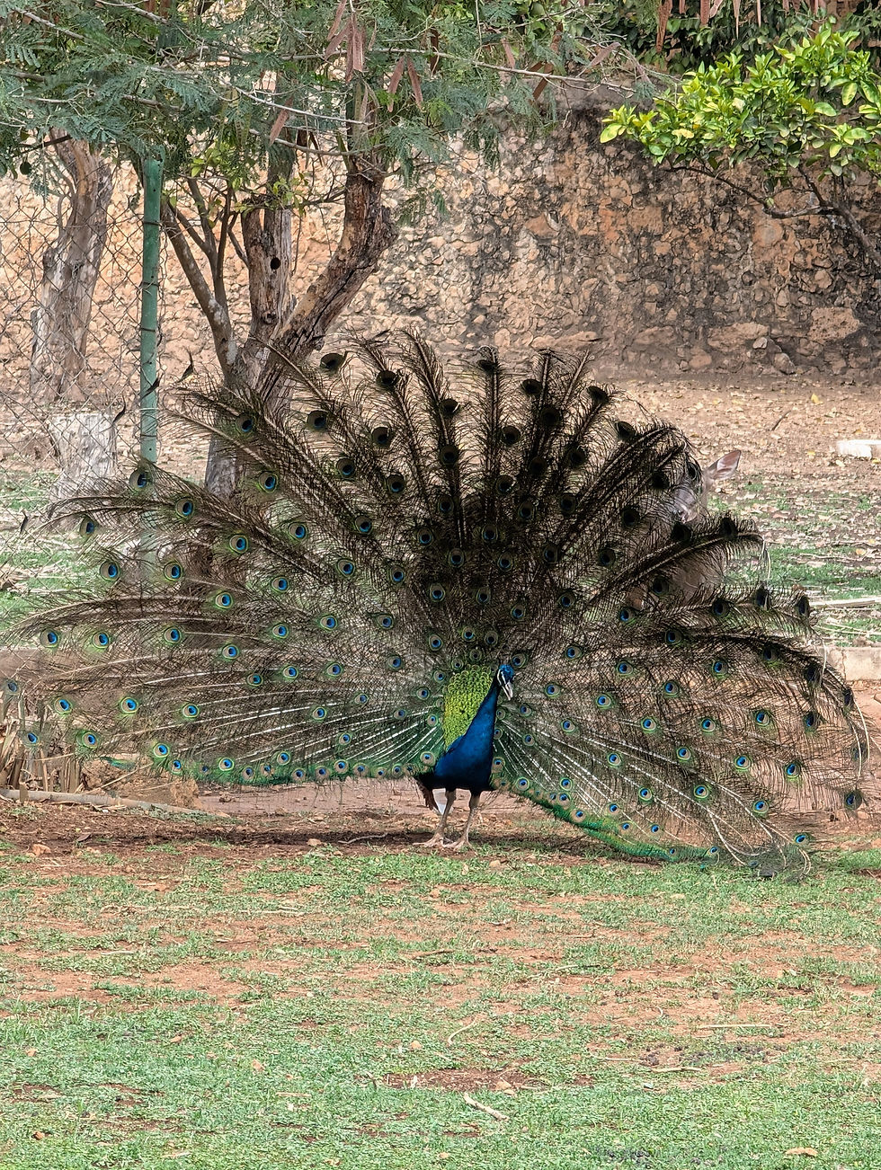 peacock spreading out its feathers