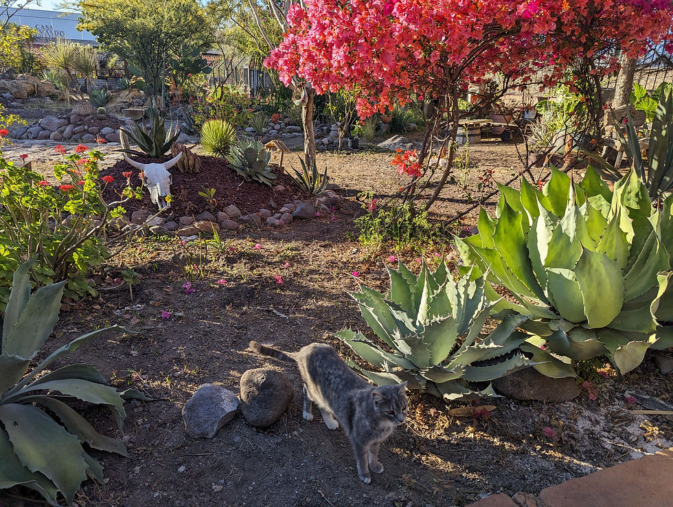 the colorful garden of agaves at casa chagoya