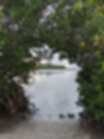 Long Point Mangroves