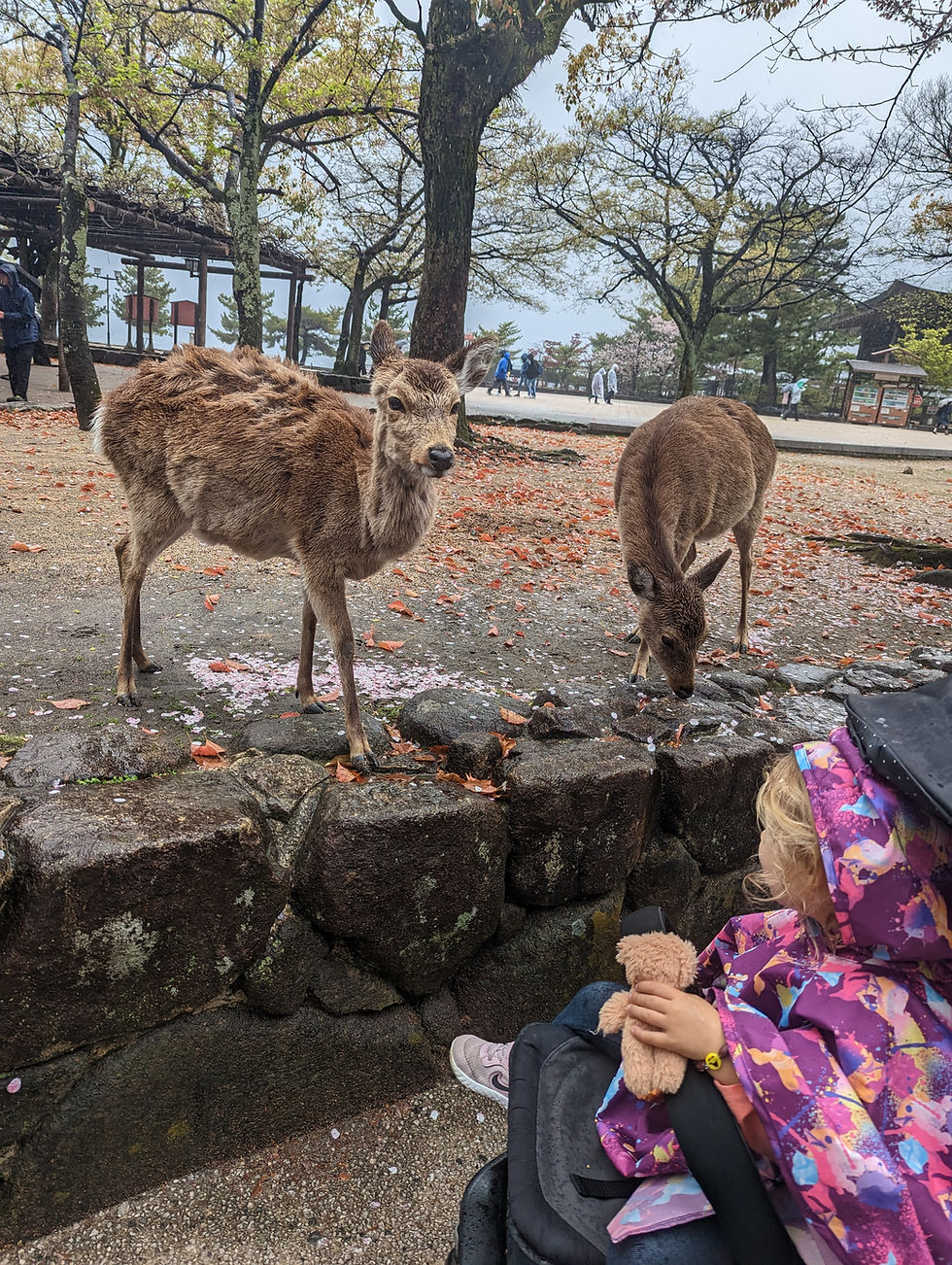 deer greeting a girl in a stroller