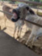 donkey smiling
