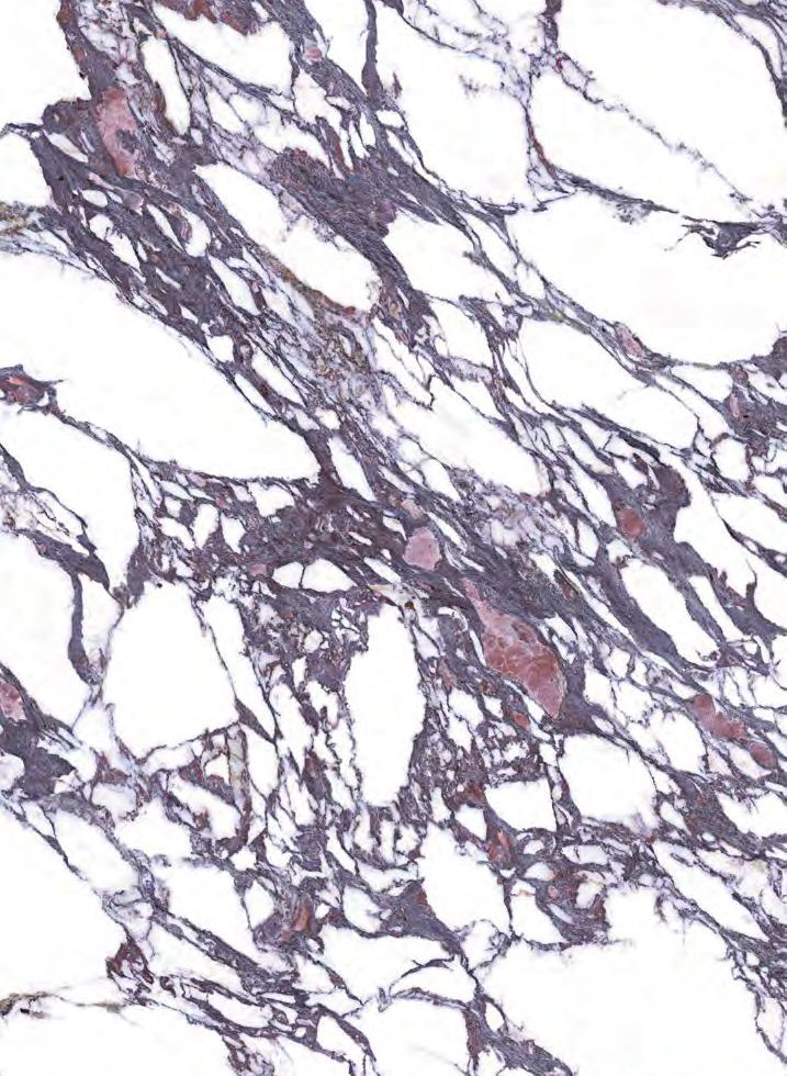 Calacatta Viola porcelain slab