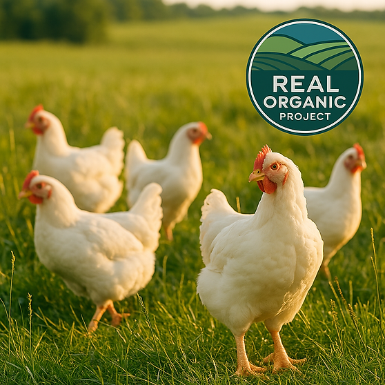 Grazing White Plymouth Rock Chickens.png