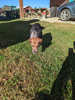 Appliance repair dog