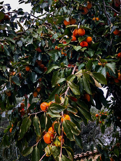 Some kaki fruit trees meet on the way of Route des Balcons d'Azur
