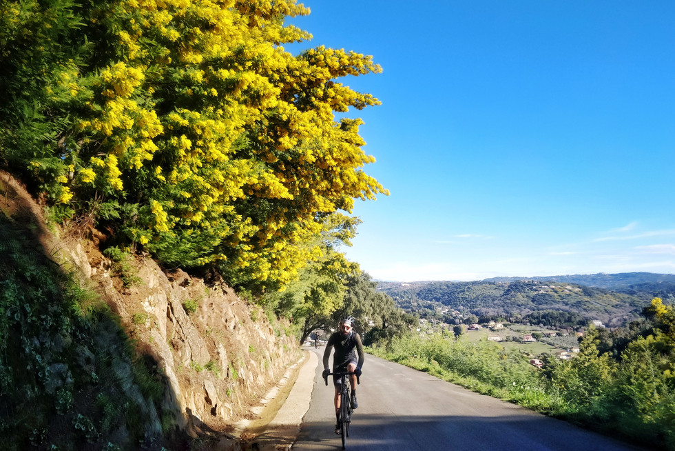 cyclists and mimosas
