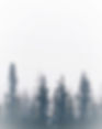 Pine trees under a pale sky_edited.jpg