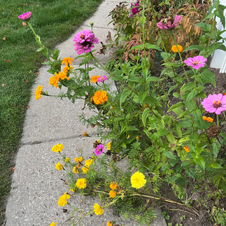 Flowers in the grounds of the Five Oaks Retreat Centre