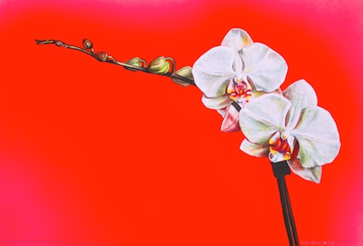 Orchid