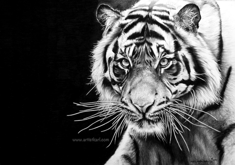 Tiger in Charcoal