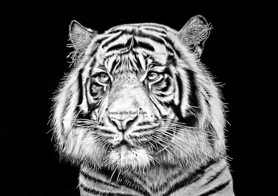 Watching - tiger