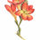 Thumbnail: Freesia