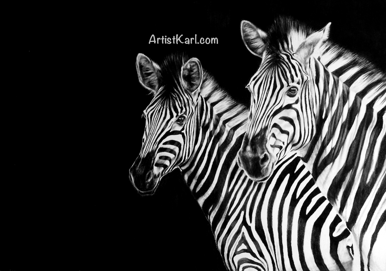 Zebra Family