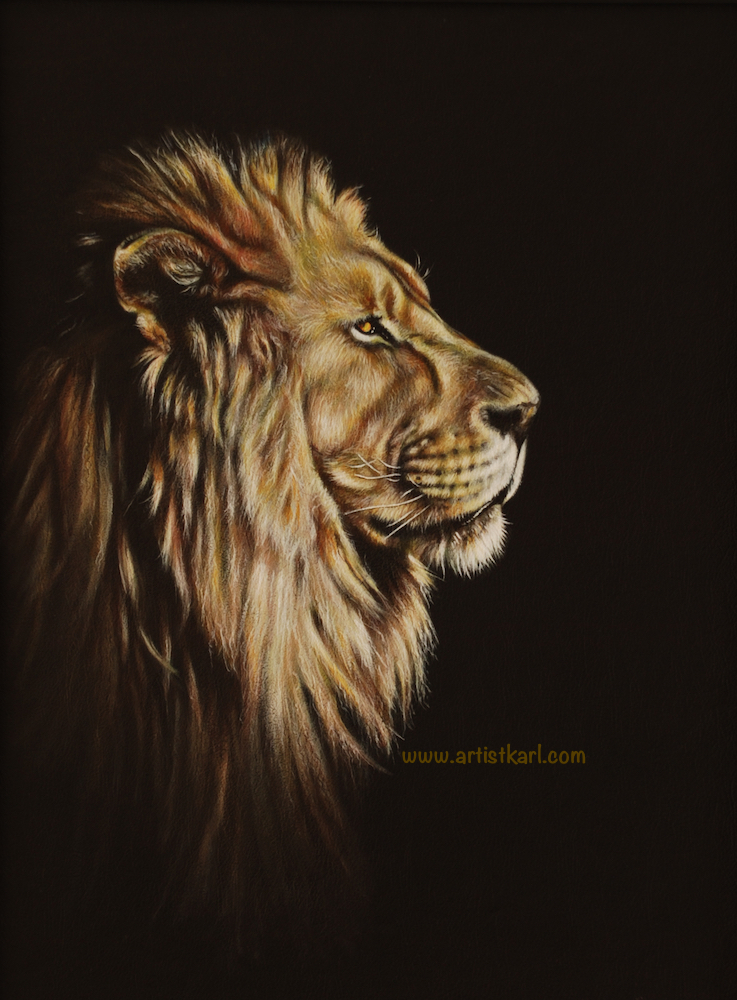 Lion Portrait