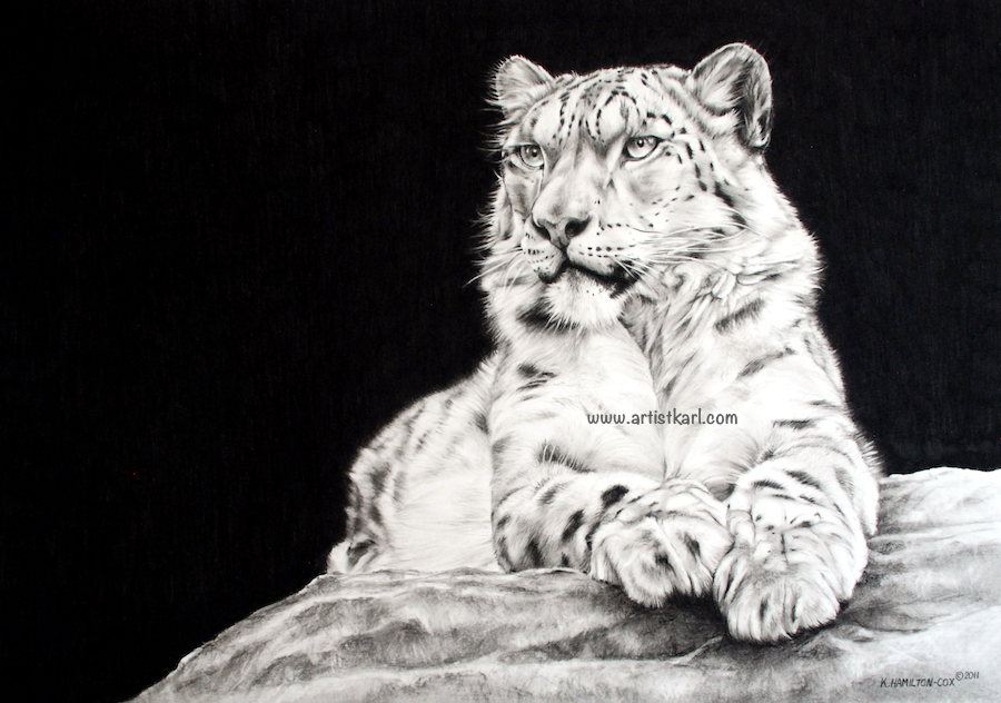 Snow Leopard in charcoal