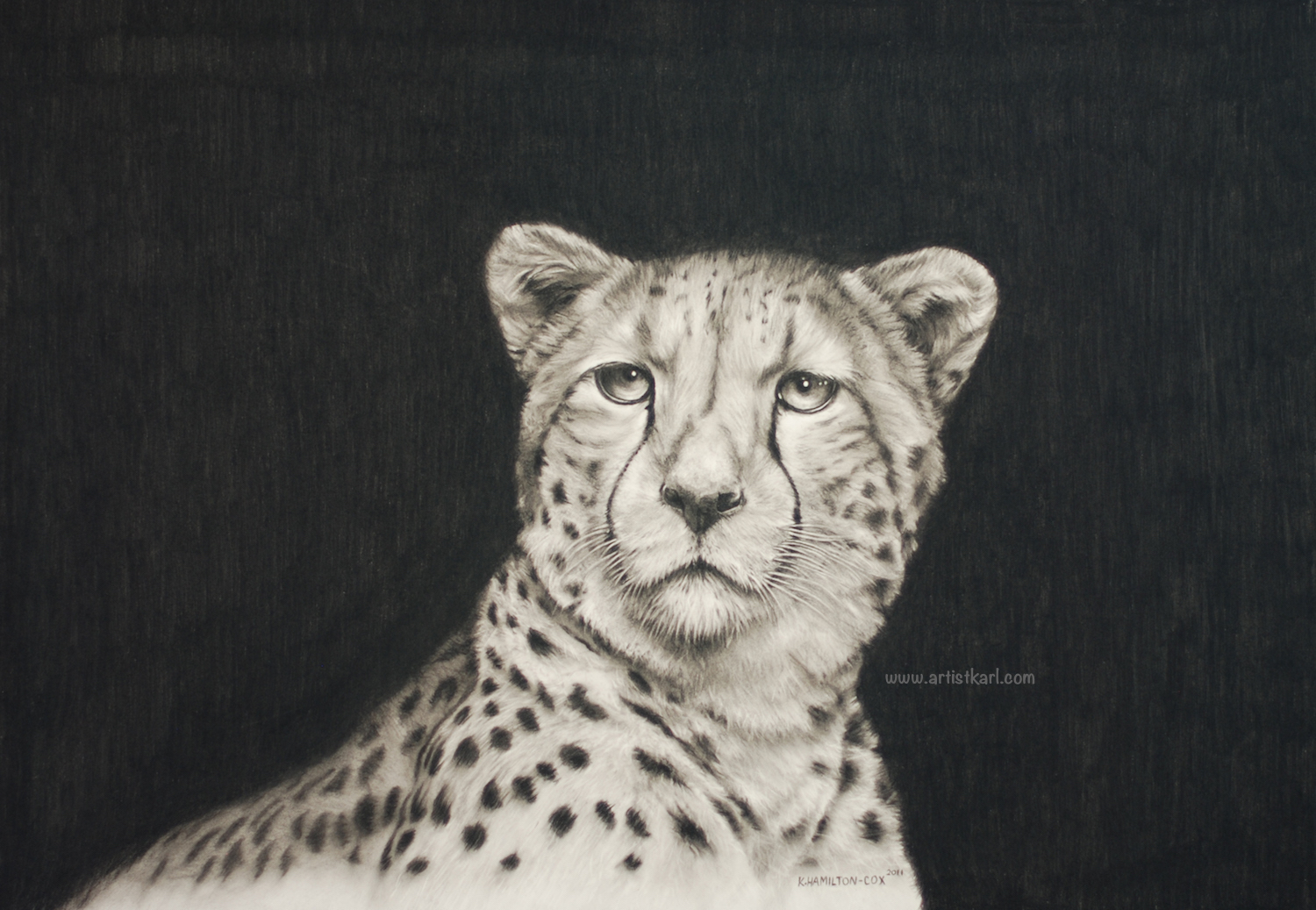 Cheetah Portrait