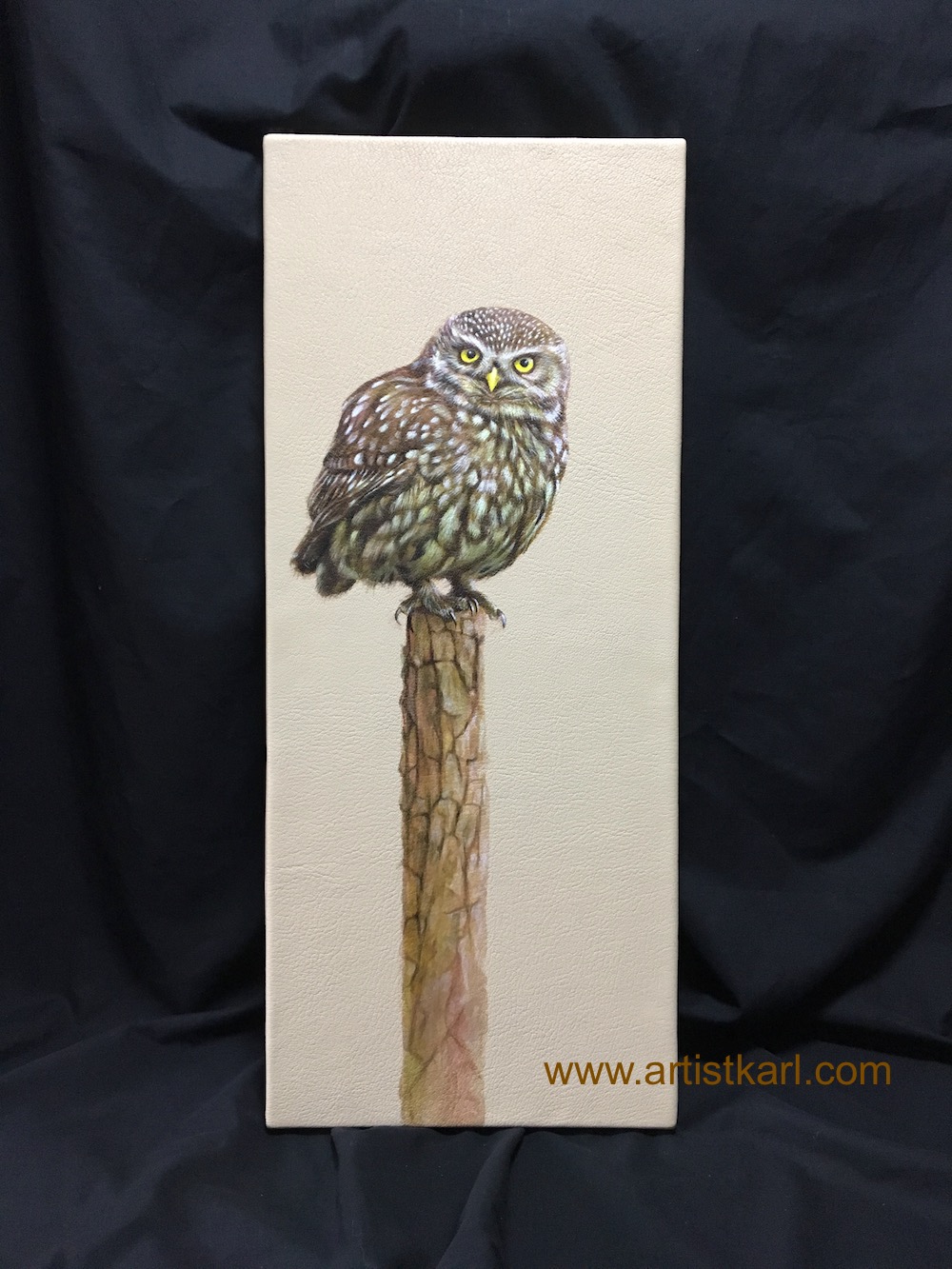Little Owl