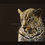 Thumbnail: Leopard Portrait signed mounted print