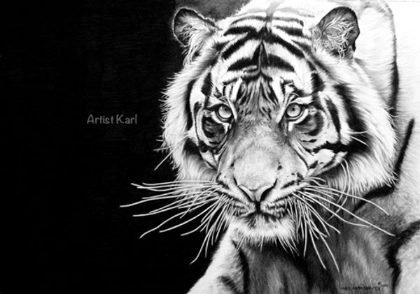 black and white portrait tiger