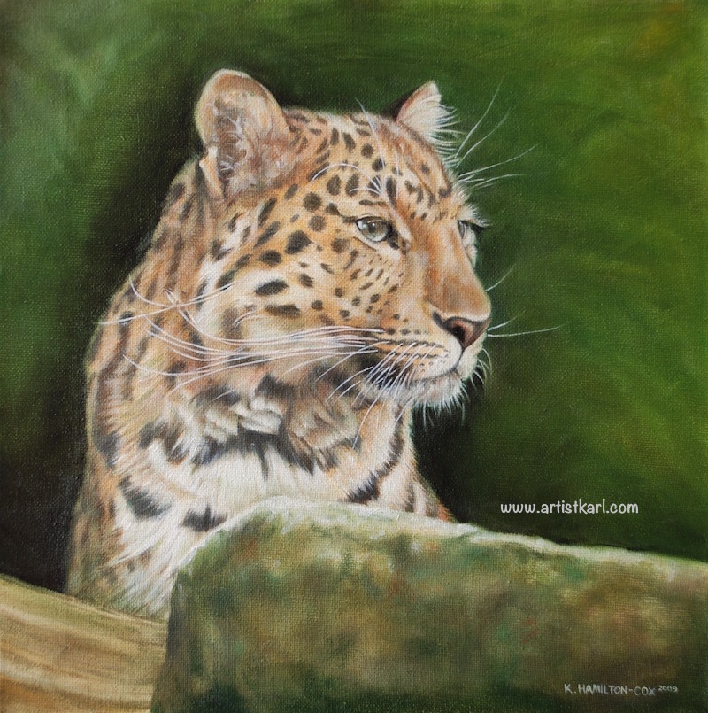 Amur Leopard portrait