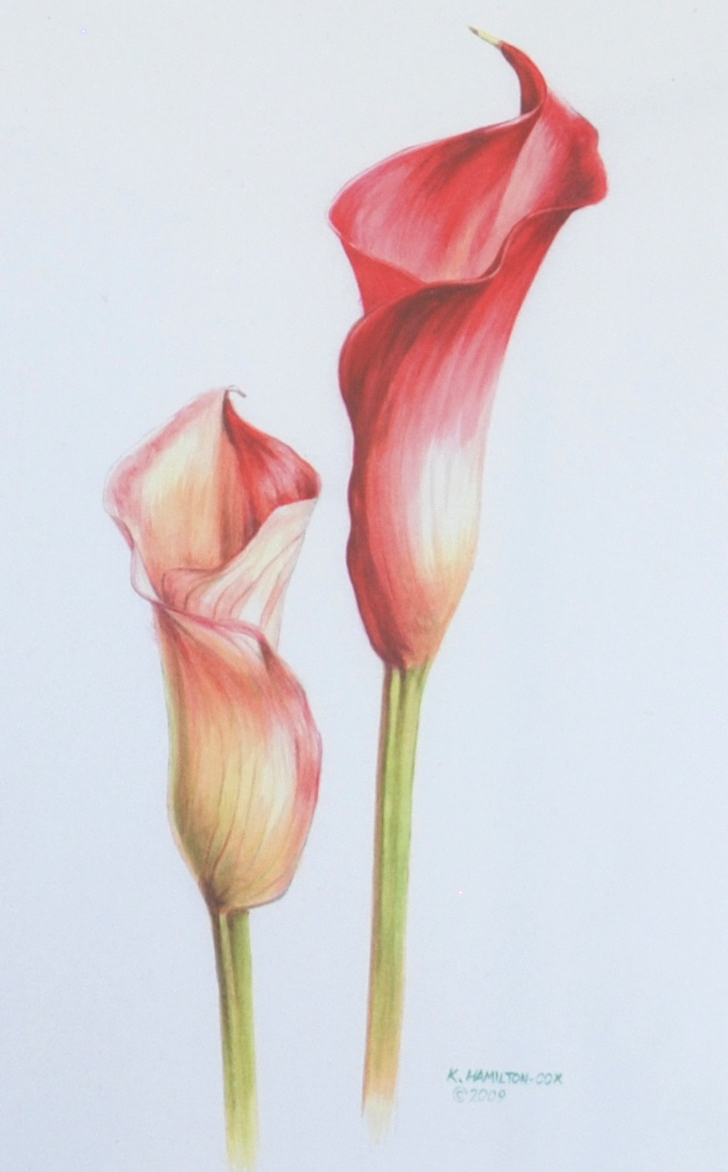 Canna Lillies