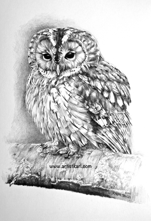 Tawny Owl pencil drawing