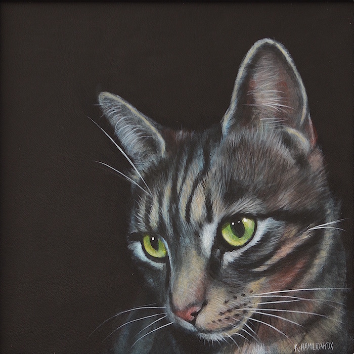 Bengal Cat