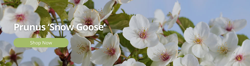 Prunus 'Snow Goose'