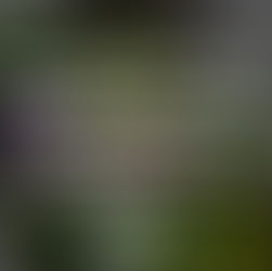 How Indoor Plants Transform Your Home and Your Life