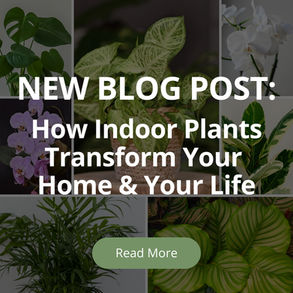 How Indoor Plants Transform Your Home and Your Life