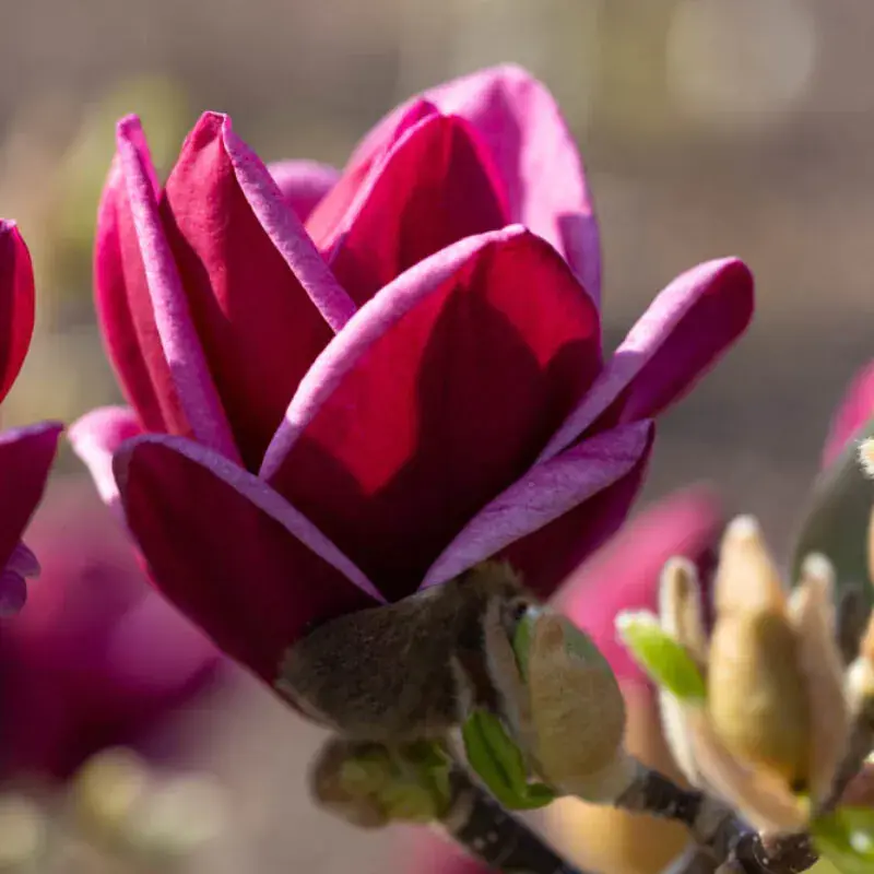 Thumbnail: Magnolia 'Genie' | Magnolia Tree