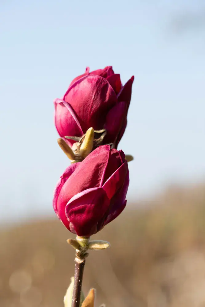 Thumbnail: Magnolia 'Genie' | Magnolia Tree