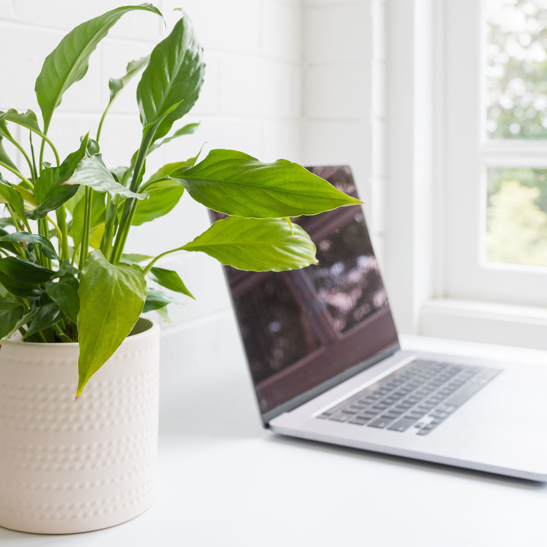Working with houseplants