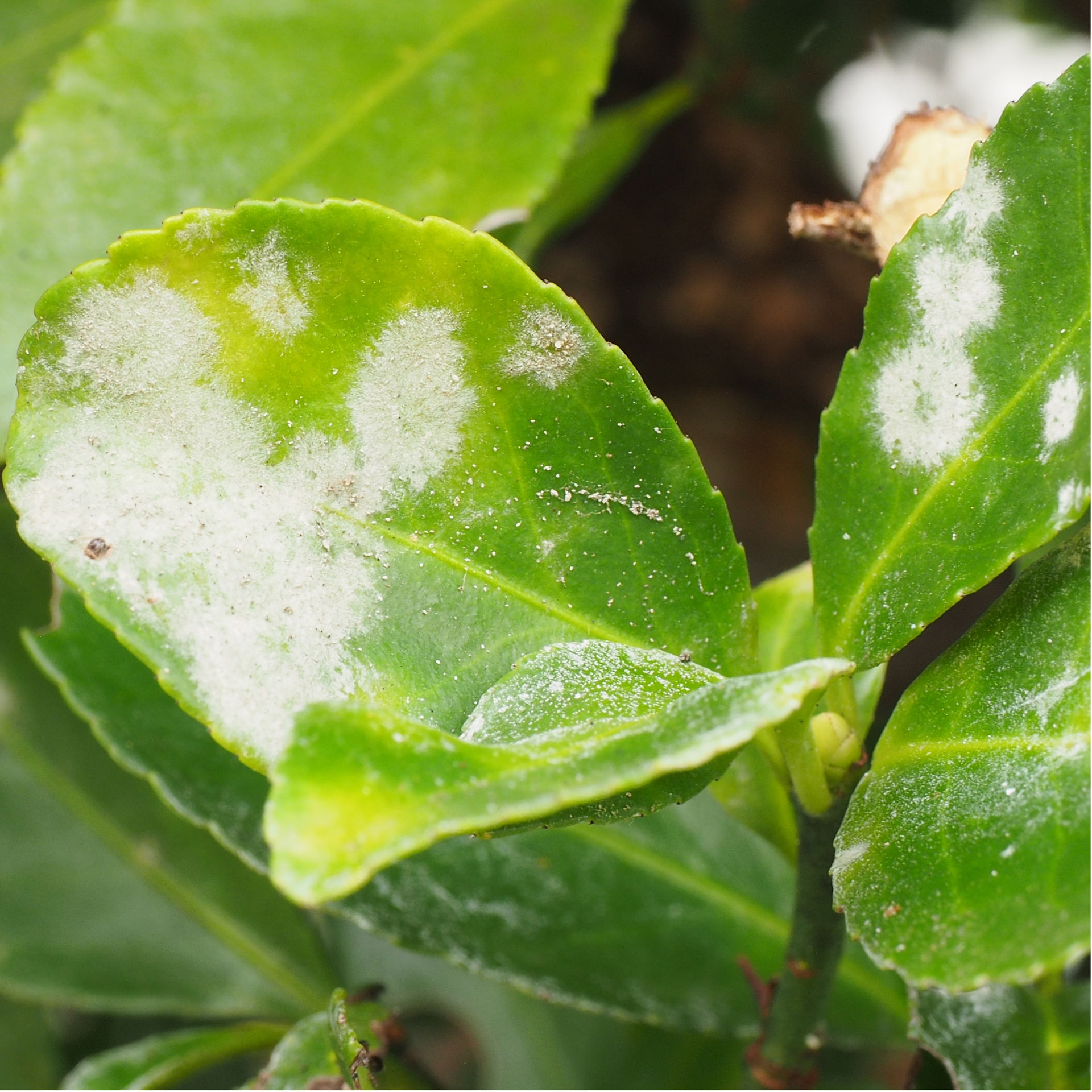 Powdery mildew
