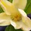 Miniature : Magnolia x brooklynensis 'Yellow Bird' | Magnolia Tree