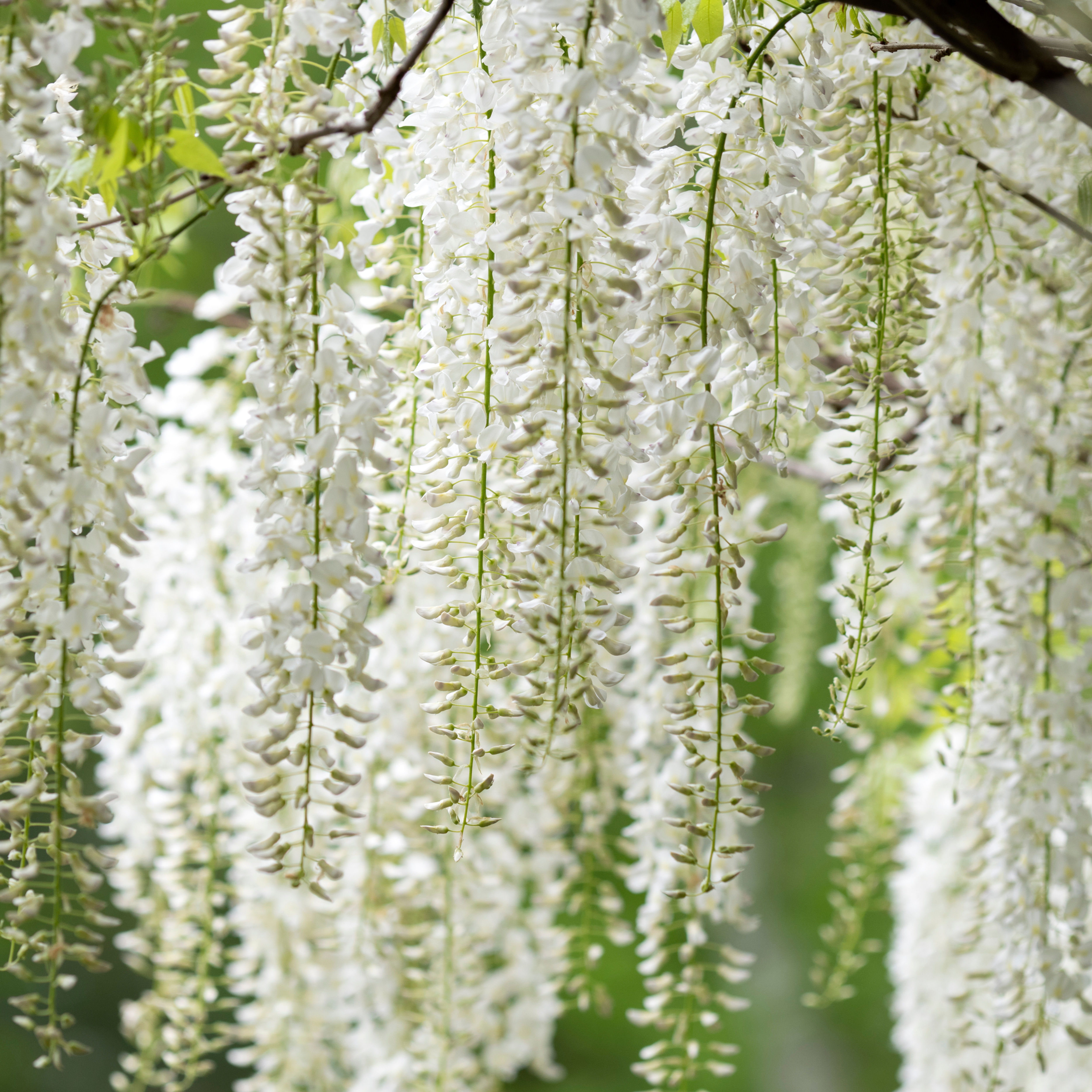 Wisteria floribunda 'Alba' | Japanese Wisteria White