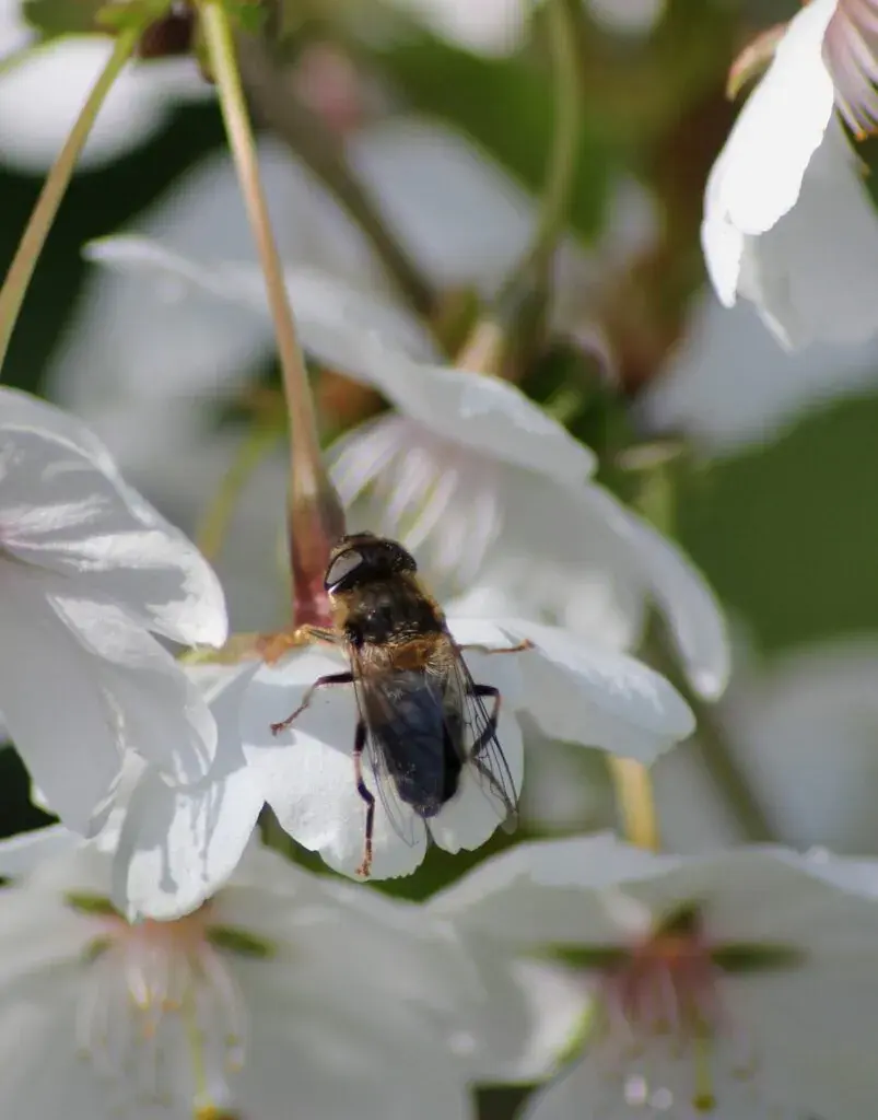 Thumbnail: Prunus 'Royal Flame®' (Mieke) | Flowering Cherry