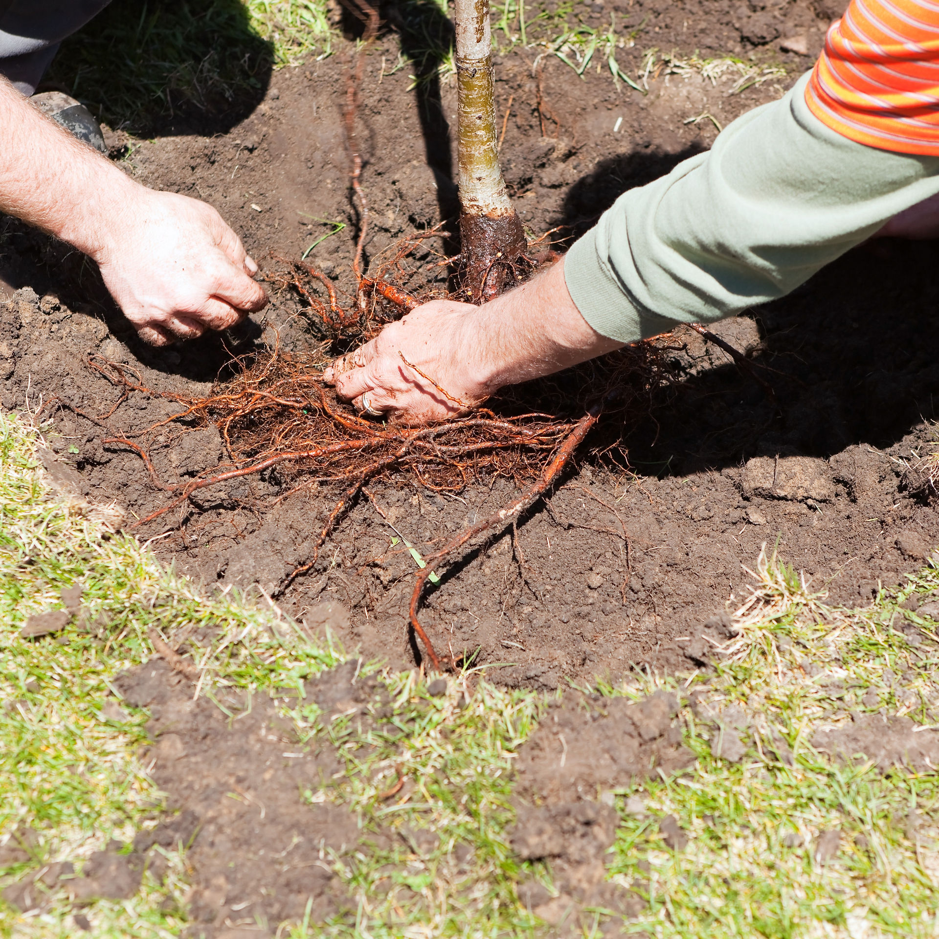 Planting a Bare Rooted tree