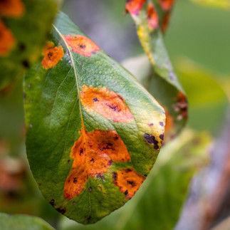 Leaf Rust