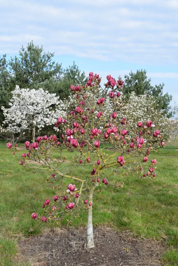 Thumbnail: Magnolia 'Genie' | Magnolia Tree