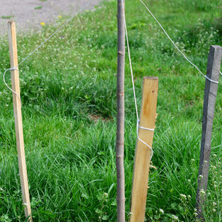 Tree supported by three stake