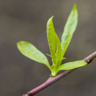 New growth