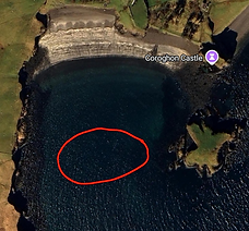Coroghan Seagrass meadow.png
