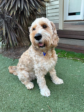 Alfie from Authentic Self Psychology is a Groodalier dog
